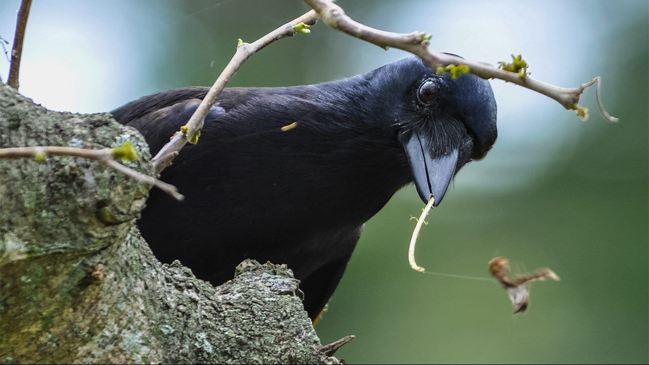 Почему вороны Новой Каледонии — особенные? Вороны Новой Каледонии в дикой природе постоянно используют инструменты. Фото.