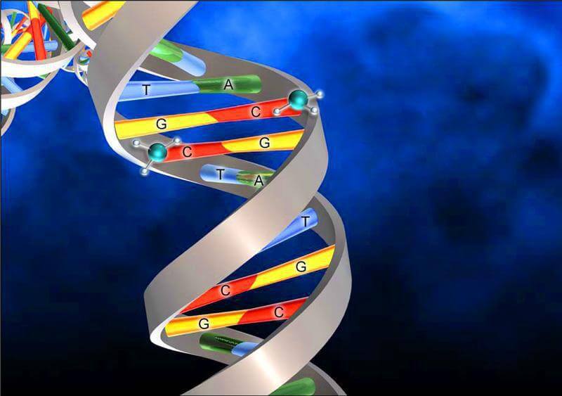 Сколько лет живет человек? Метилирование ДНК позволяет “включать” определенные гены. Фото.