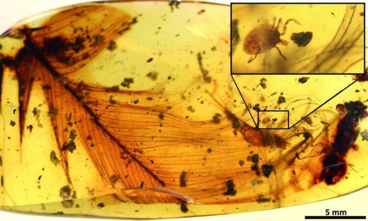 Первые паразиты, которые питались перьями. А это Дракула — кровососущий клещ, который пировал на динозаврах 99 млн лет назад. Исследователи обнаружили его в янтаре в 2017 году. Фото.