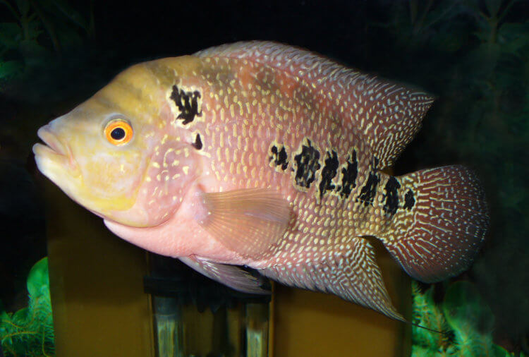 Как появляются новые виды рыб? Длина тела цихловых рыб составляет от 2,5 сантиметров до 1 метра. Фото.