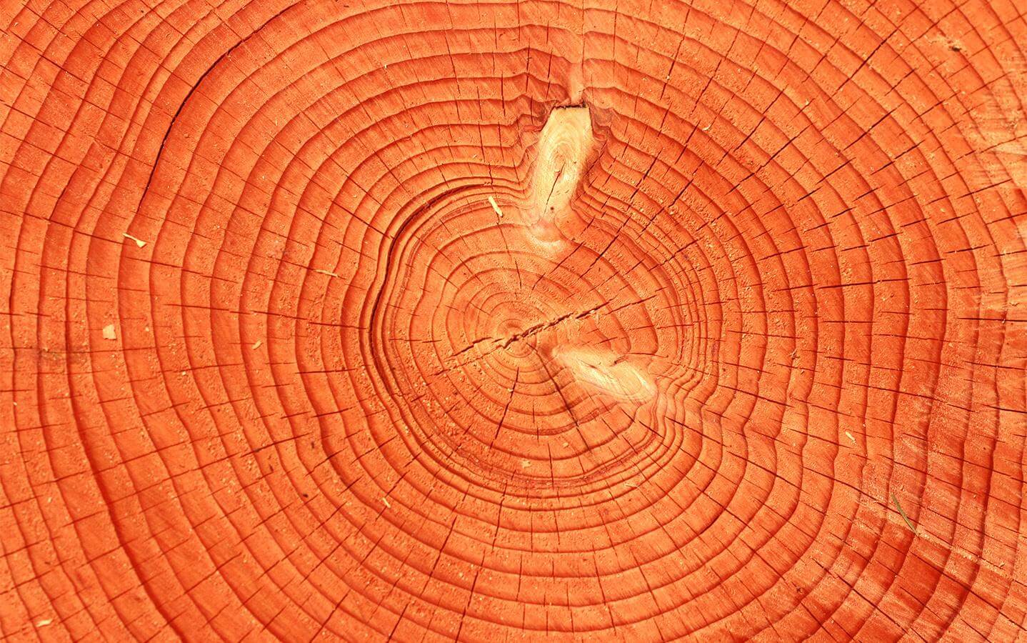 Годичные кольца дерева. Фото.