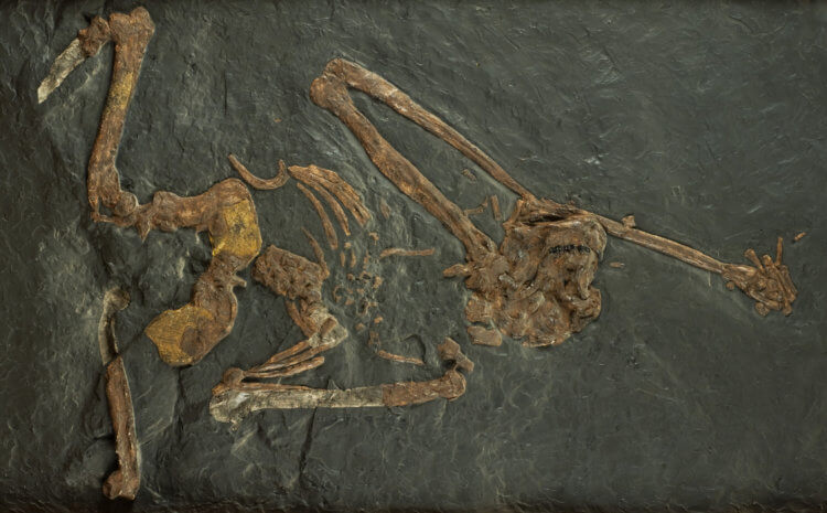 Почему древние обезьяны не были прямоходящими? Наиболее полный скелет ореопитека (Oreopithecus bambolii). Фото.