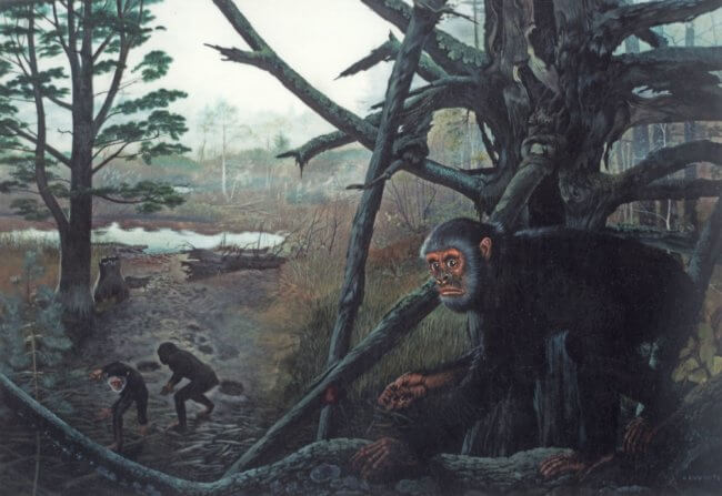 Почему древние обезьяны не умели ходить на двух ногах и не жили на деревьях? Фото.