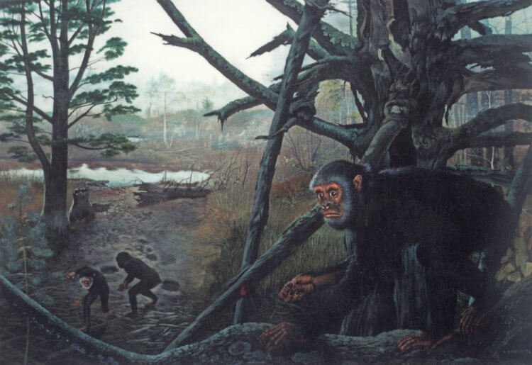 Почему древние обезьяны не умели ходить на двух ногах и не жили на деревьях? Примерно так выглядели древние обезьяны в представлении художника. Фото.