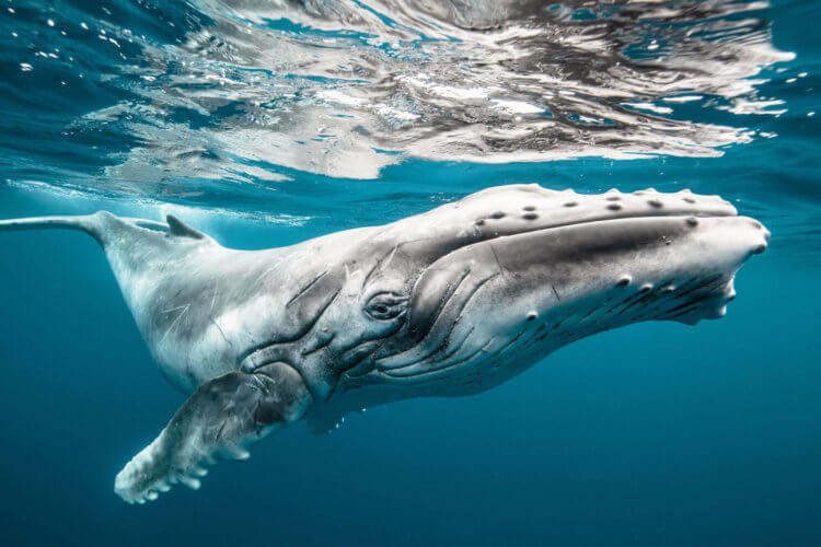 Как огромным китам удается незаметно подкрадываться к большим косякам рыб? Масса тела горбатых китов достигает 30 000 килограмм. Фото.