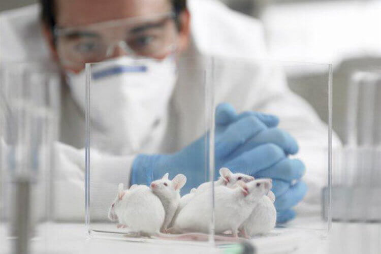 Может ли грипп влиять на аутизм? Исследование на мышах подтвердило влияние иммунной системы на мозговые структуры. Фото.