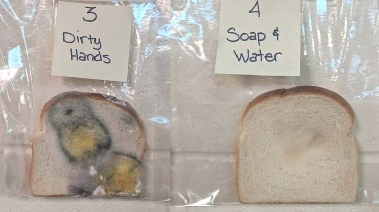 Как лучше мыть руки? Хлеб, взятый грязными и чистыми руками. Фото.