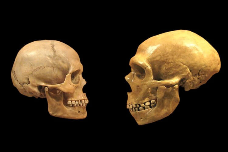 Как происходило одомашнивание Homo Sapiens? Слева череп Homo Sapiens, а справа череп неандертальца. Фото.