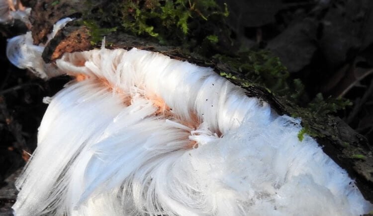 Одно из самых удивительных явлений природы. Необычная формал льда на деревьях, это результат работы грибка Exidiopsis effusa. Фото.