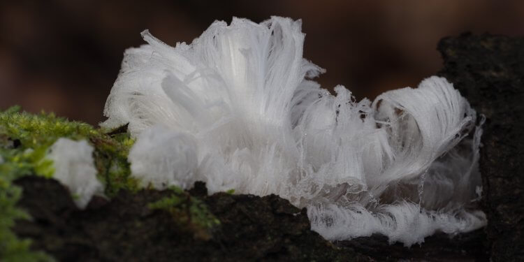 Из-за чего в лесах образуются «ледяные волосы»? «Ледяные волосы» можно найти в лесах после холодной ночи. Фото.