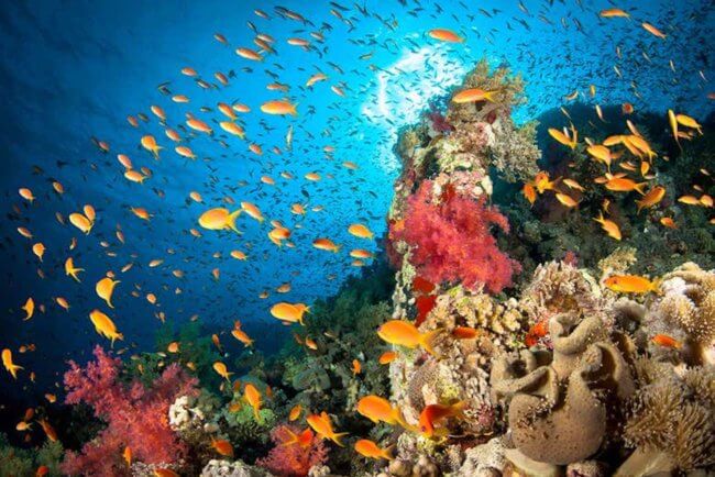 Океаны очень быстро теряют кислород. Чем это опасно? Фото.