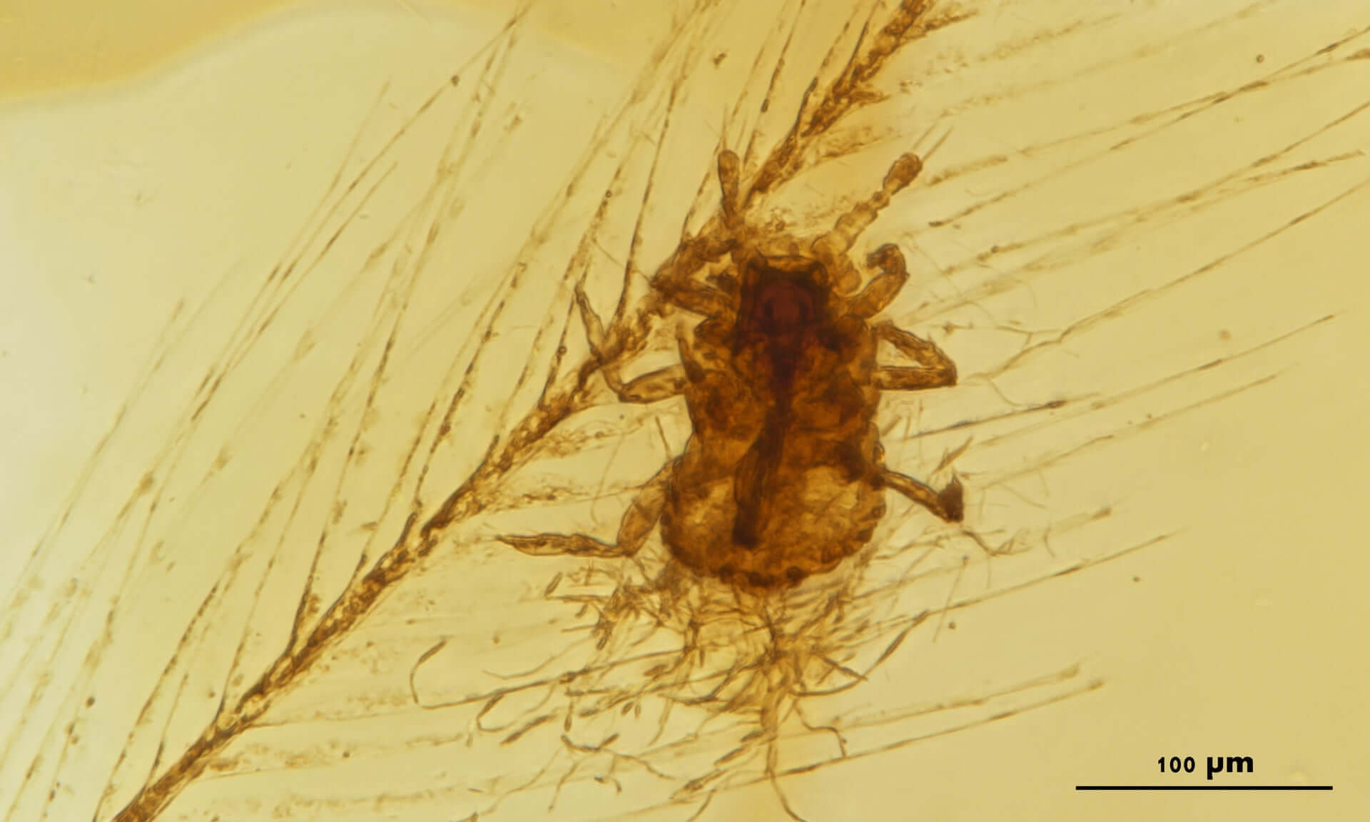 Так выглядит неизвестный науке паразит, застрявший в янтаре. Фото.