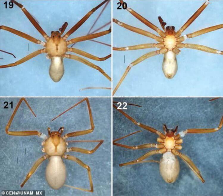 Чем опасен самый ядовитый паук в мире? Ученым сложно было идентифицировать вид паука, поскольку он имеет множество схожестей с несколькими видами. Фото.