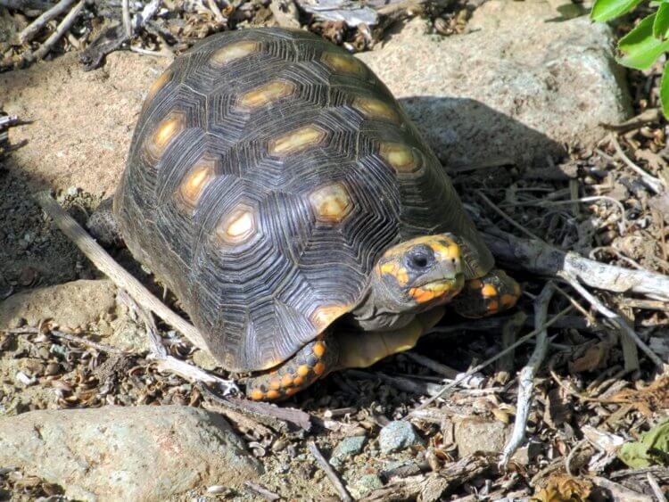 Как обмануть зрение? Угольная черепаха (Chelonoidis carbonaria). Фото.
