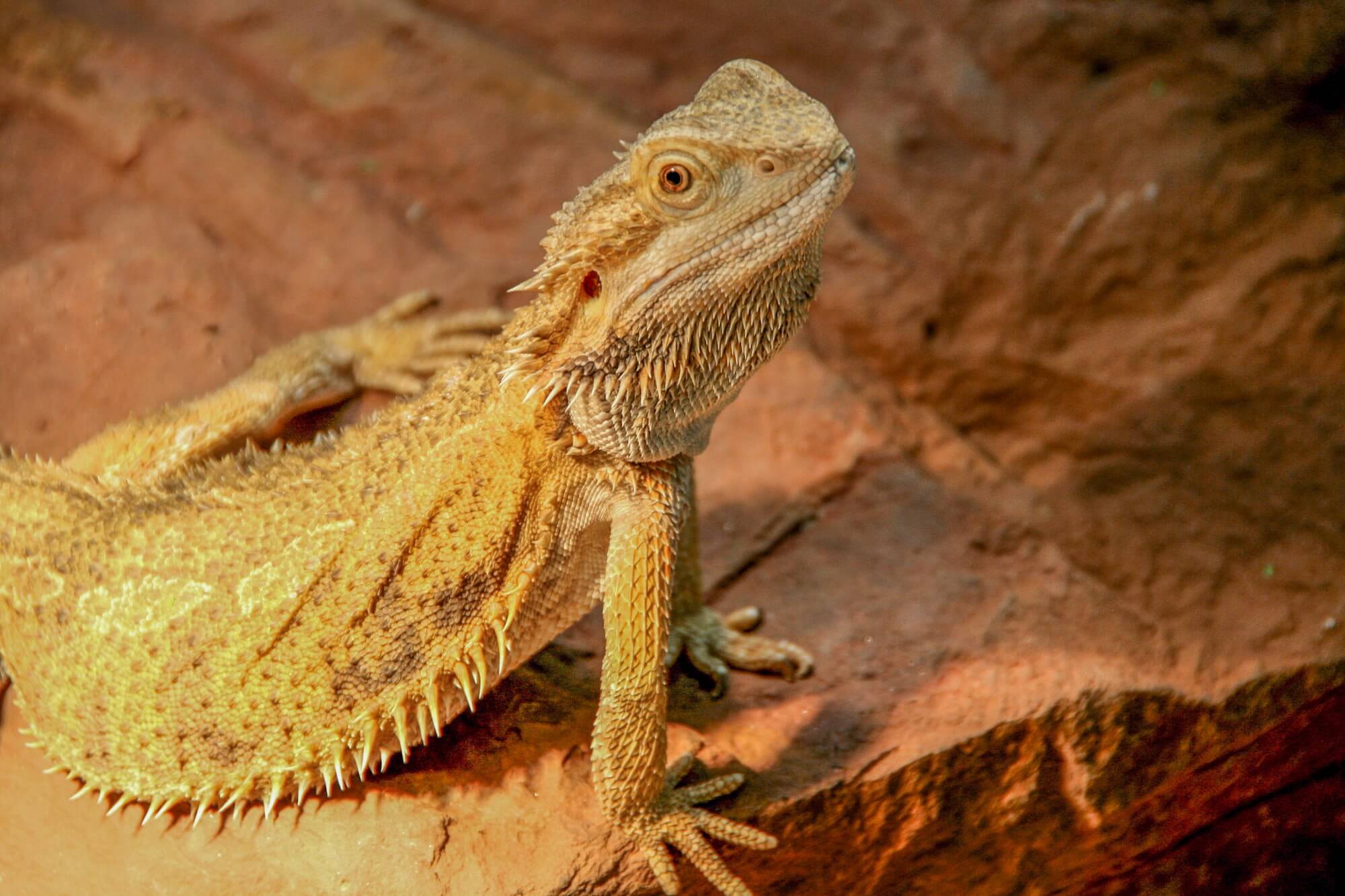 Как обмануть зрение? Бородатая агама (Pogona vitticeps). Как обмануть зрение? Бородатая агама (Pogona vitticeps). Фото.