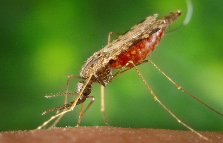 Почему комары не боятся химикатов? Так выглядит малярийных комар рода Anopheles. Фото.