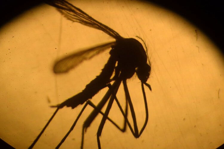 Как малярийные комары обнаруживают опасные химикаты и спасают себя от смерти? Малярийные комары быстро вырабатывают устойчивость к химикатам. Фото.