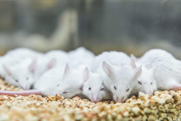Связанные истории. Оказалось, что мыши наиболее забывчивы после пробуждения. Фото.
