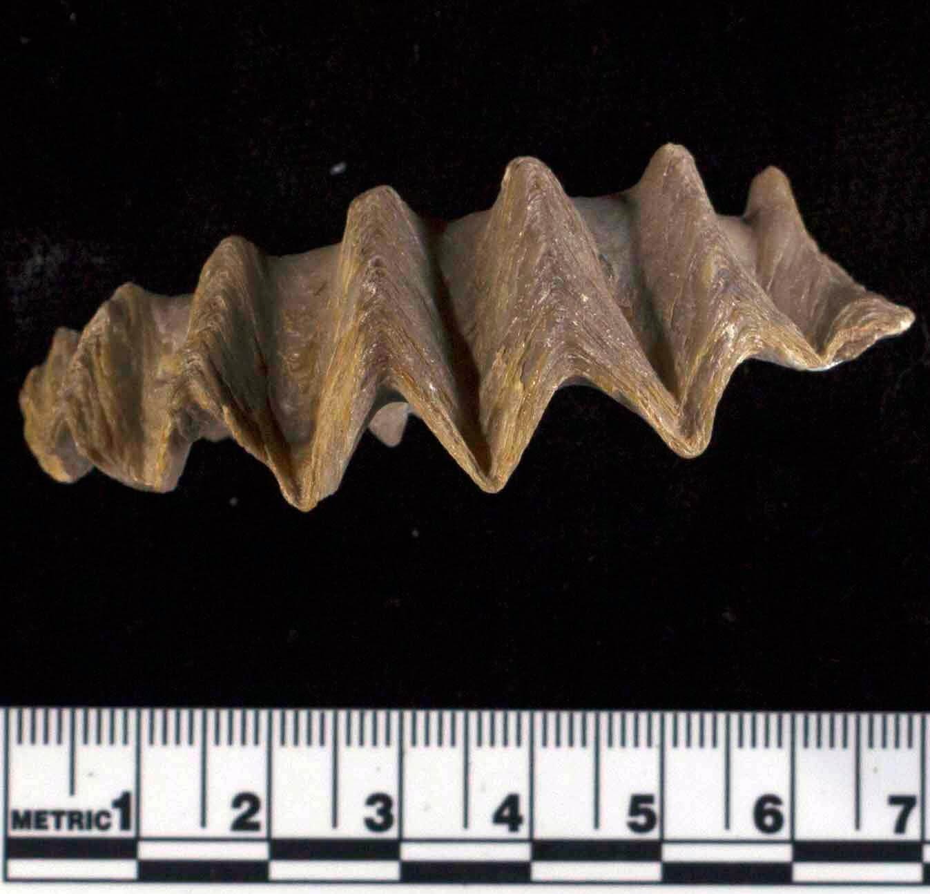 Откуда в атмосфере Земли взялась ртуть? Исчезнувшее ископаемое устрицы в возрасте от 66 до 72 миллионов лет. На снимке Agerostrea ungulata из Ливии. Фото.