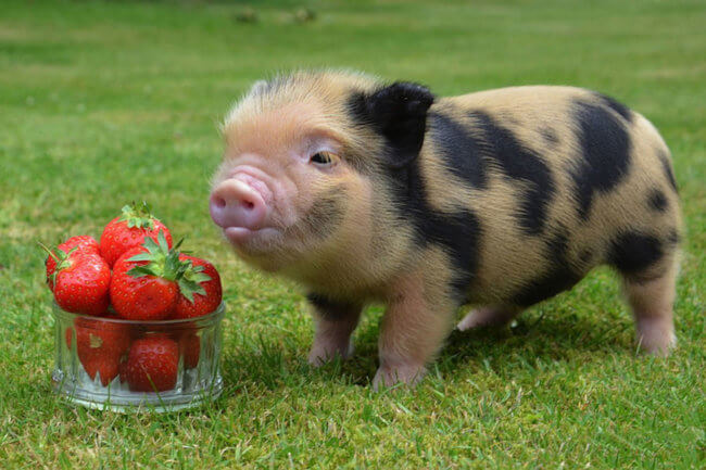 В Китае родились первые в мире свиньи с клетками обезьян. Фото.