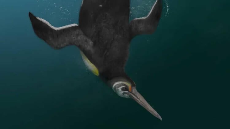 Открыт новый вид древних пингвинов, который был максимально похож на современных. Древние пингвины вида Kupoupou stilwelli. Фото.