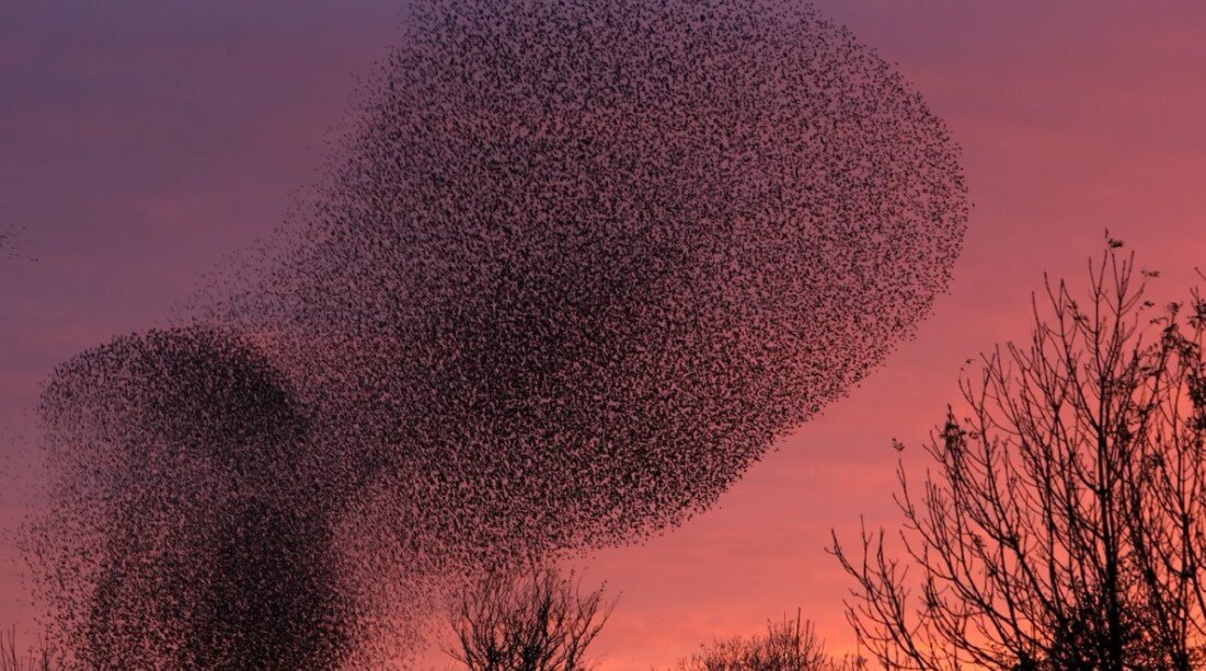 Причиной возникновения танца огромной стаи птиц долгое время оставался загадкой для ученых. Фото.