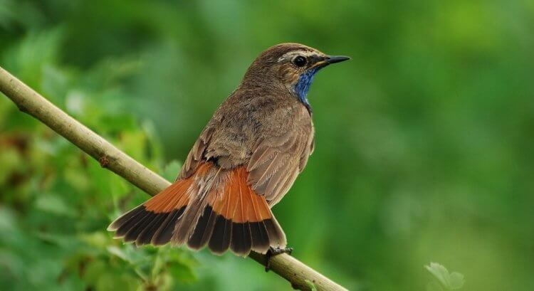 Изменение климата заставляет птиц эволюционировать. Повышение температуры на планете ведет к эволюции птиц. Фото.