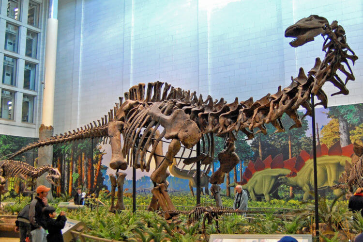 Самые большие динозавры в истории. Скелет завропода в музее естественной истории Карнеги. Фото.