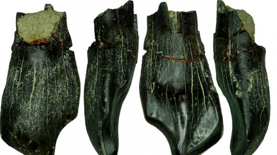 Самые большие динозавры в истории. Найденные в Якутии зубы завроподов. Фото.