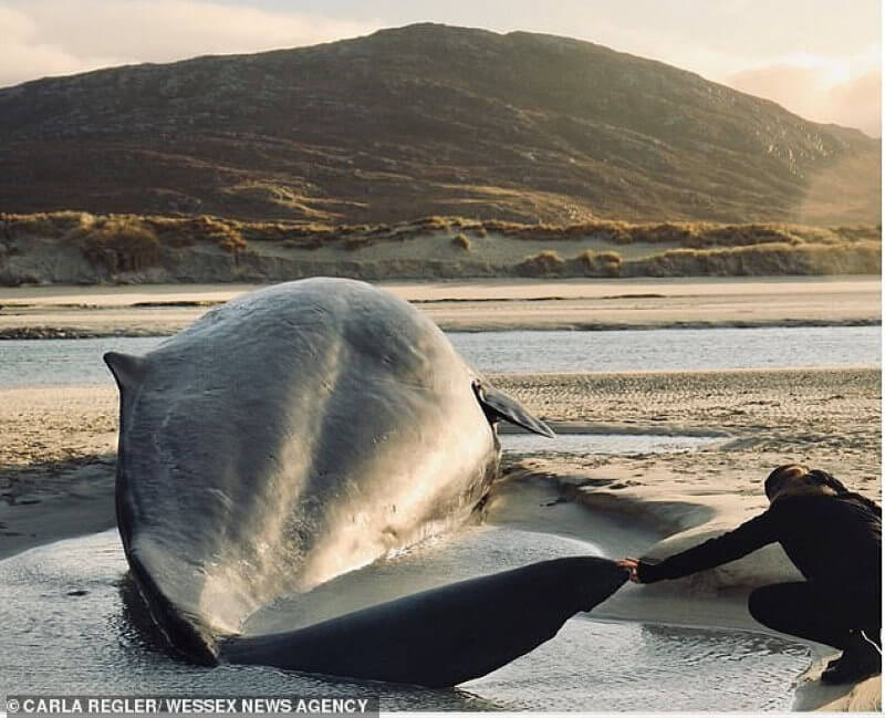 Как мусор вредит морским животным? Тело кашалота. Фото.