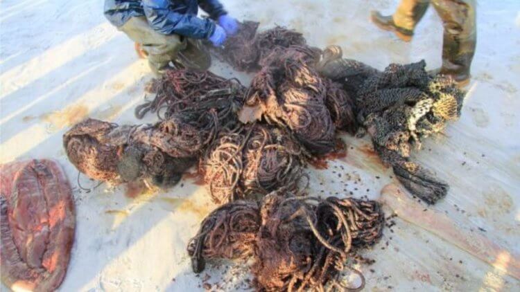 Внутри мертвого кашалота обнаружили 100 килограммов мусора. Рыболовные сети, найденные в теле кашалота. Фото.