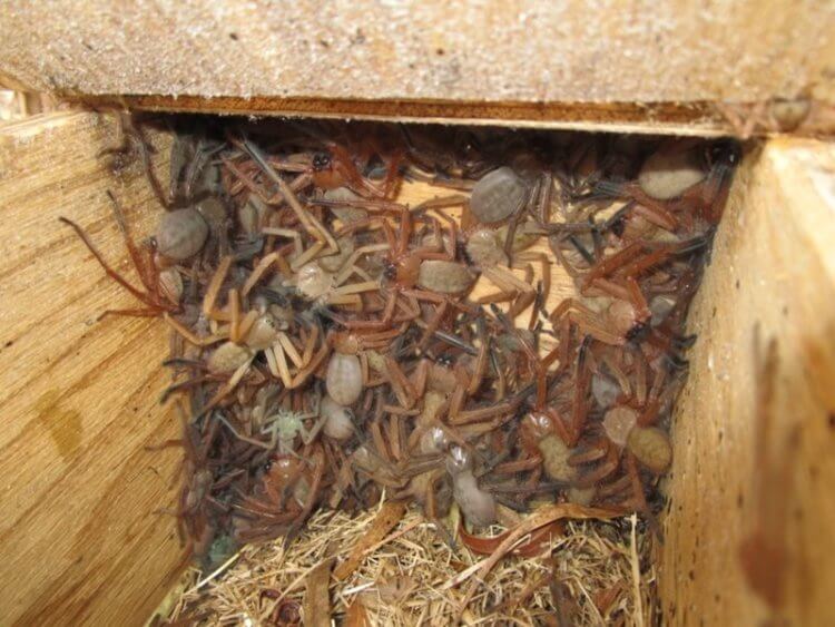 В Австралии найдена коробка с десятками ужасных пауков. Те самые пауки, обнаруженные в ящике для опоссумов. Фото.