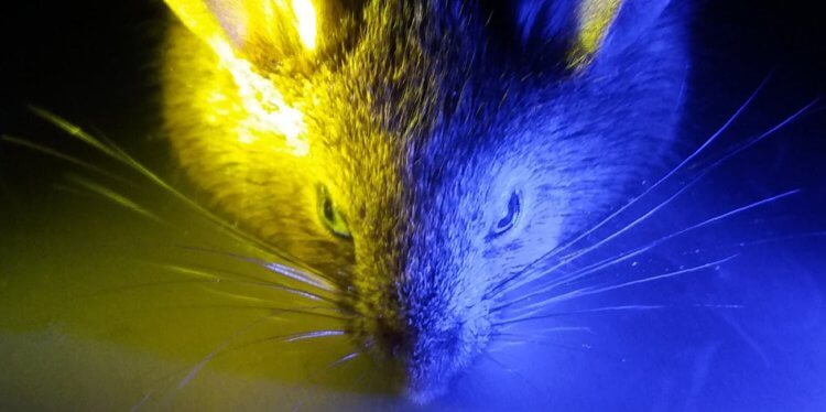 Синий свет никак не влияет на режим дня. Но он все равно опасен. Чтобы это доказать, ученые провели ряд экспериментов с мышами. Фото.
