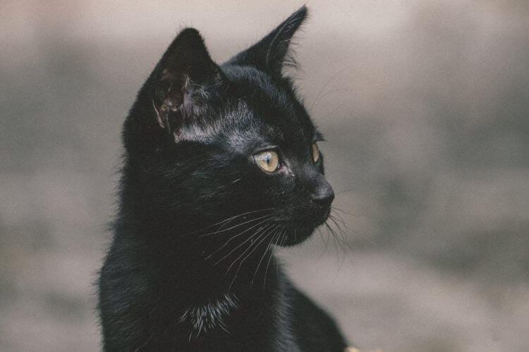 Суеверия с точки зрения науки: почему мы верим в сверхъестественное? Если вам перебежит дорогу черная кошка, то ничего плохого не произойдет. Фото.