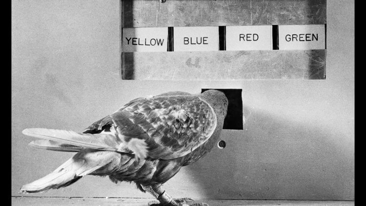 Суеверия и голуби. Голубь в ящике Скиннера клюет кнопку в надежде получить еду. Фото.