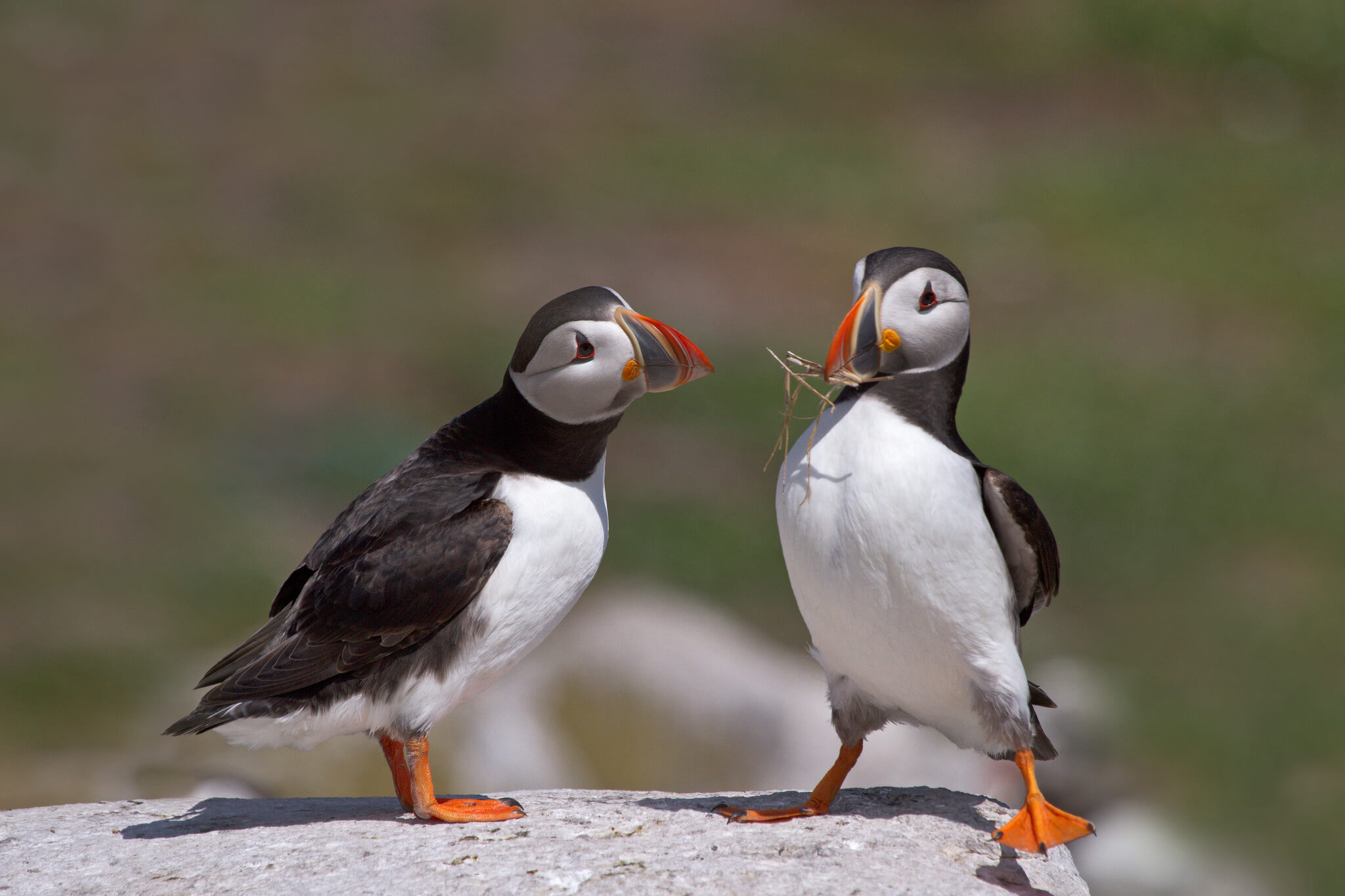 Использование инструментов говорит о том, что тупики тщательно следят за своим телом. Фото.