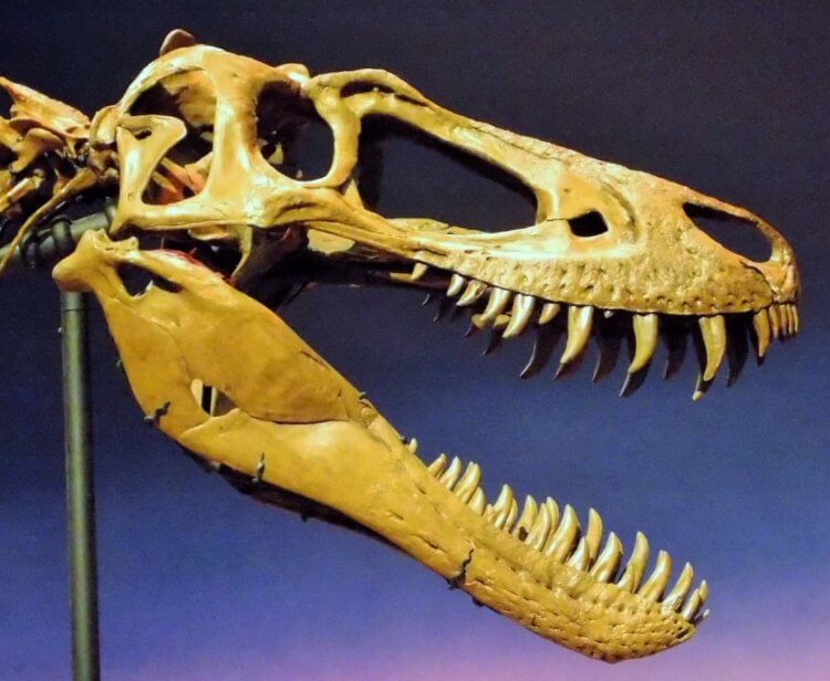 Новый вид или обычные подростки? Перед вами череп Джейн, предположительно карликового тираннозавра рекс. Фото.