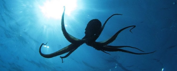 Почему мы не сможем одомашнить осьминогов? Осьминоги признаны настоящими интеллектуалами подводного мира. Фото.