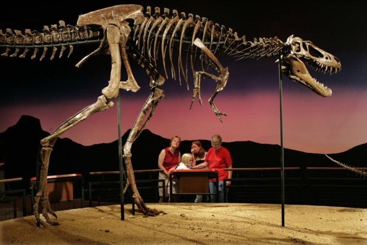 Все любят Tyrannosaurus rex. Тираннозавр рекс — самый грозный монстр эпохи позднего Мелового периода (96 миллионов лет назад). Фото.
