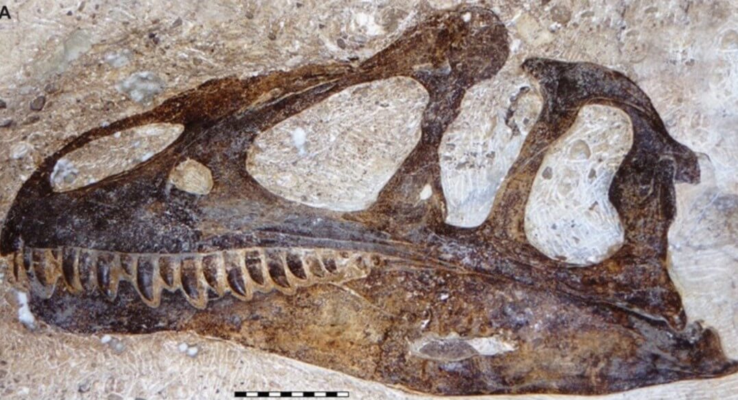 Череп Allosaurus Jimmadseni. Фото.