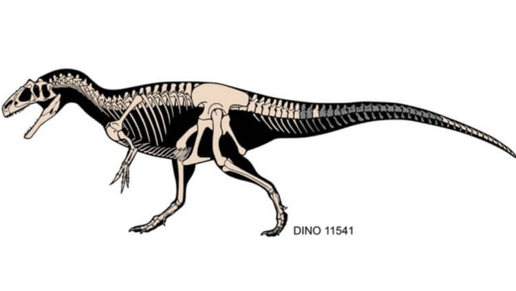 Самый опасный динозавр в истории. Скелет Allosaurus Jimmadseni. Серым цветом показаны не найденные фрагменты. Фото.