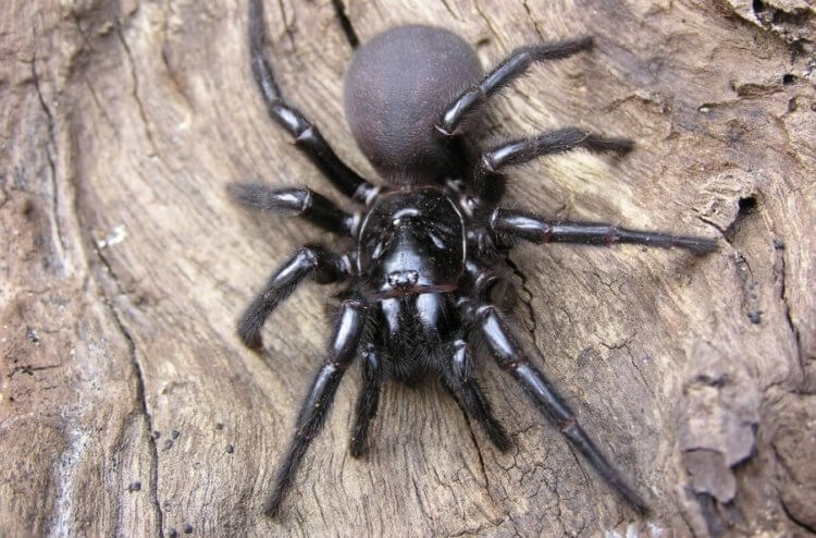 В Австралии скоро начнется нашествие самых опасных пауков в мире. Вид Atrax robustus считается самым опасным среди воронковых пауков. Фото.