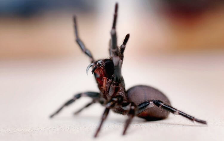 Самый ядовитый паук Австралии. На данный момент ученым известно о 40 видах воронковых пауков. Фото.