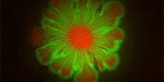 #видео | Бактерии могут объединяться и создавать узоры в виде цветов. Фото.