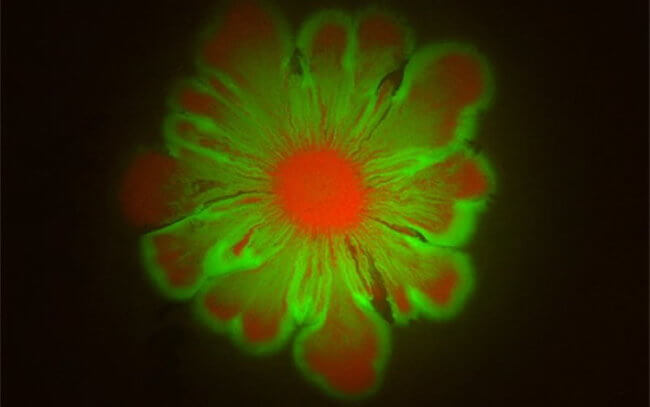 #видео | Бактерии могут объединяться и создавать узоры в виде цветов. Фото.
