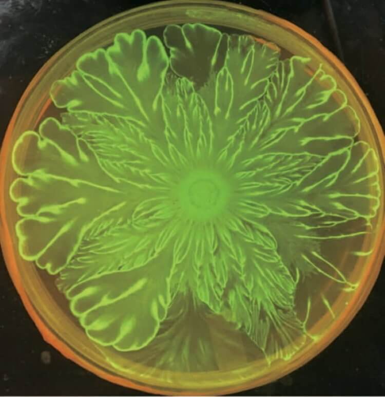 Как растут бактерии? Узор в виде цветка, образованный двумя разными бактериями. Фото.