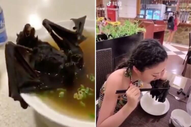 Причина № 1: передача 2019-NCoV змеям от летучих мышей. Слева на фото суп из летучей мыши. Справа китайская актриса Ван Мэнъюнь ест жареную летучую мышь. Фото.