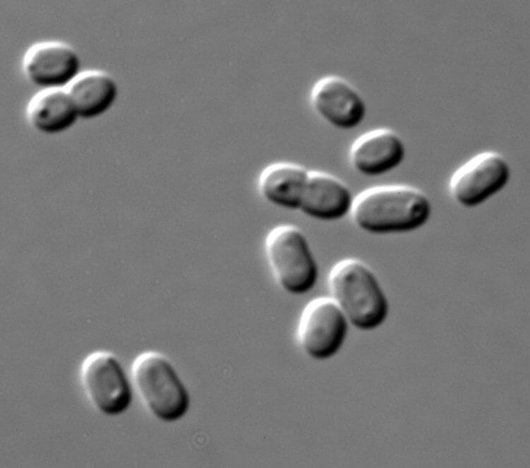 Создан «живой» бетон из бактерий, способный восстанавливаться. Бактерии синехококки (Synechococcus) преимущественно обитают в водной среде. Фото.