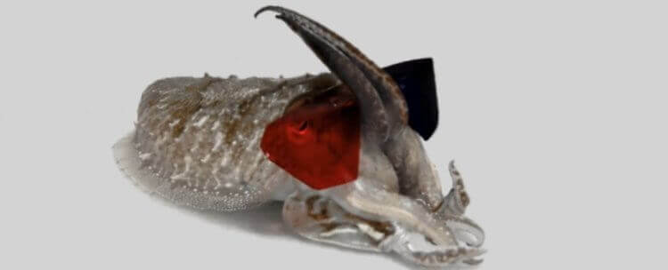 Зачем ученые надели на каракатицу 3D-очки? Каракатица в 3D-очках. Фото.