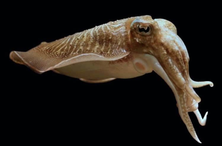 Зачем ученые надели на каракатицу 3D-очки? Каракатица вида Sepia officinalis. Фото.